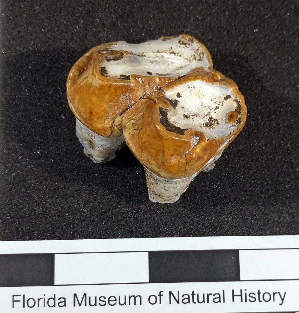 Upper premolar of a baby gomphothere (inch scale bar). Florida Museum photo by Rachel Narducci.