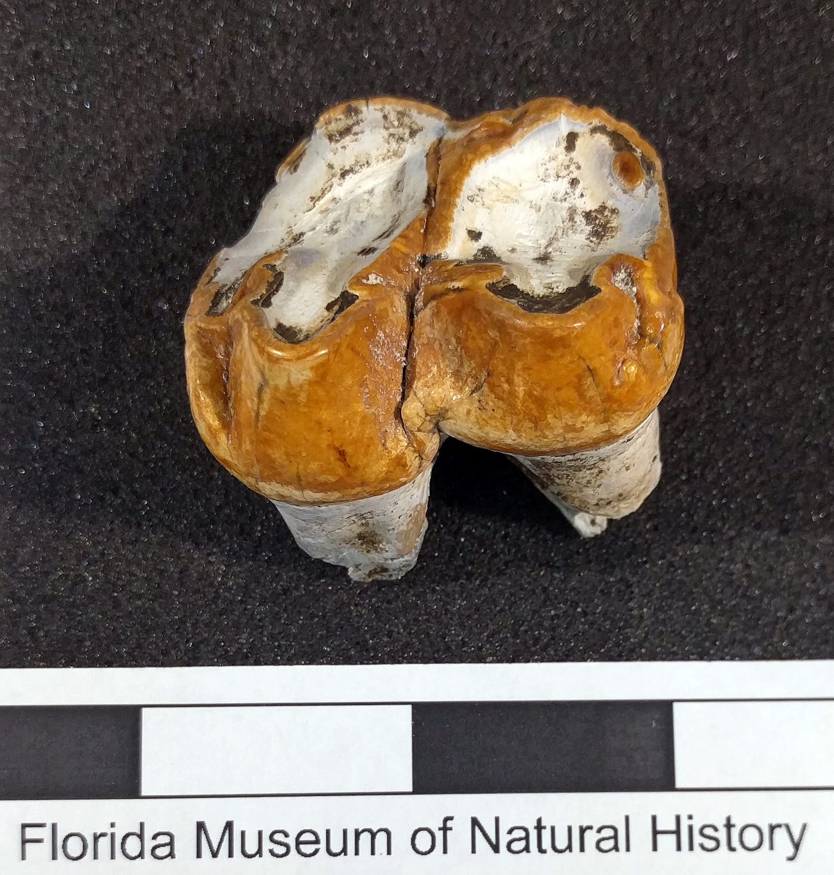 montbrook fossil dig