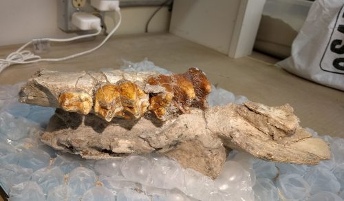 Partial Mastodon jaw. Florida Museum photo by Rachel Narducci.