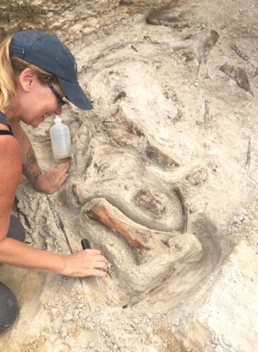 October 6th, 2017 Margaret Messineo uncovering a baby gomphothere skeleton. Florida Museum photo by Jonathan Bloch.