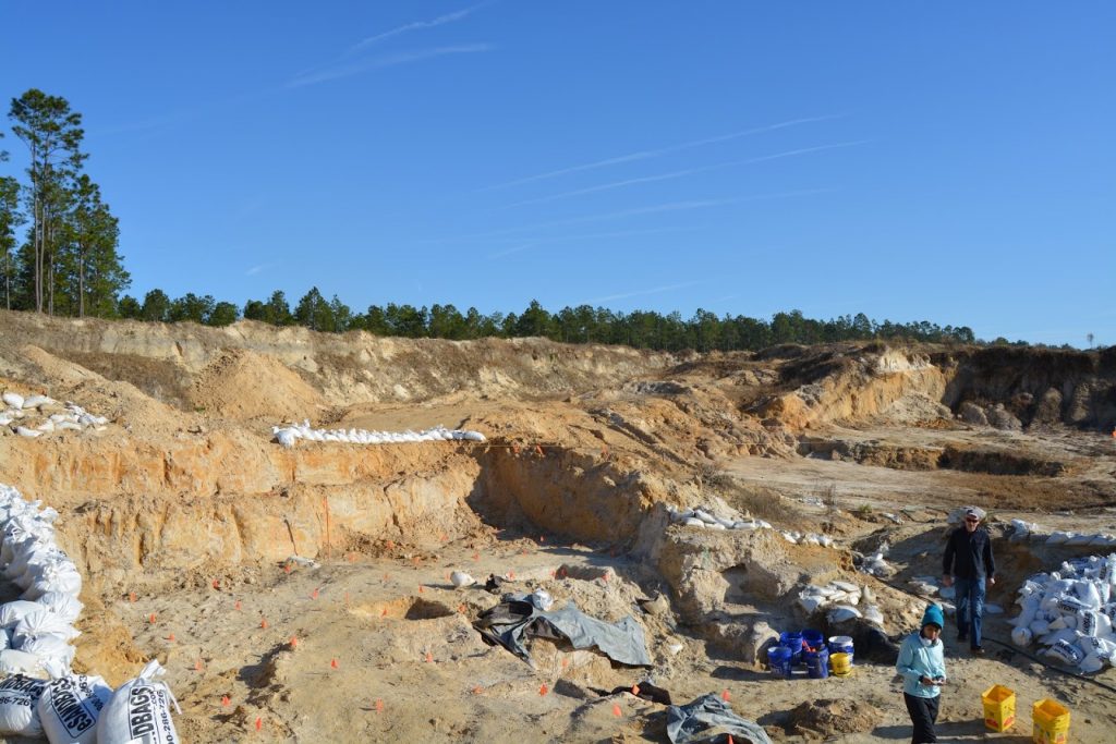 Arrival at the Montbrook dig site in the morning before the volunteers arrive. Sandbags are used to weigh down the tarps protecting exposed fossils and to limit the amount of soil washed into the dig site from rain.