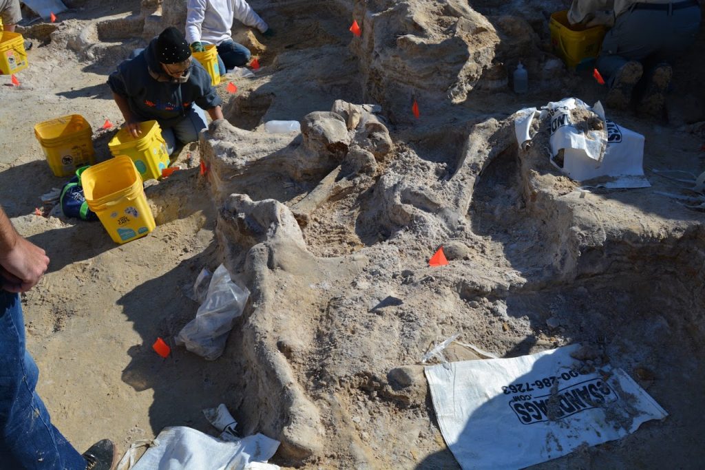 The squares around my dig area. Several gomphothere limb bones are exposed and will be put into plaster casts.