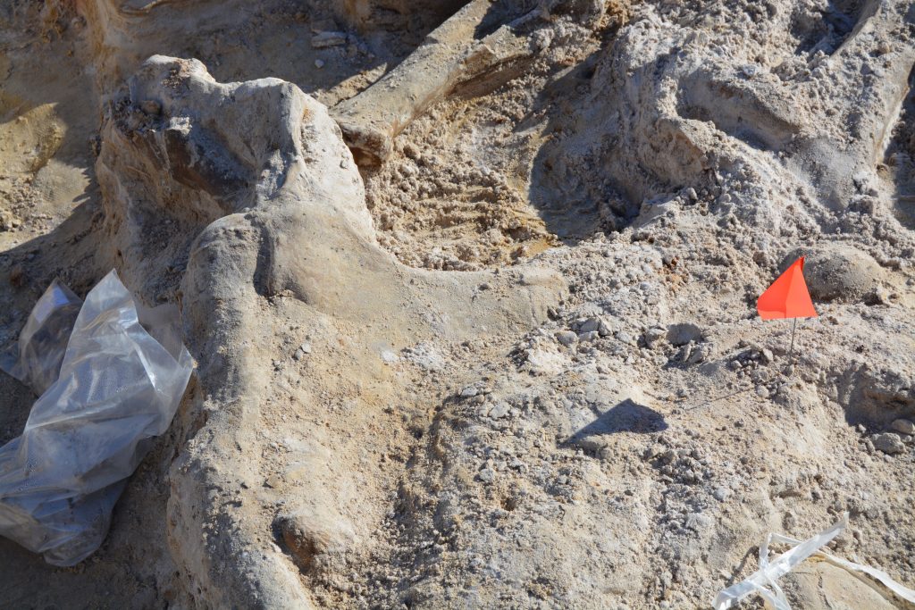 The squares around my dig area. Several gomphothere limb bones are exposed and will be put into plaster casts.