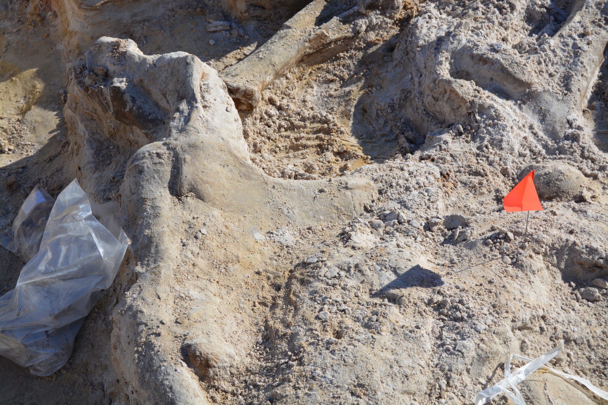 FL VP Course: Rachel Keeffe – Montbrook Fossil Dig
