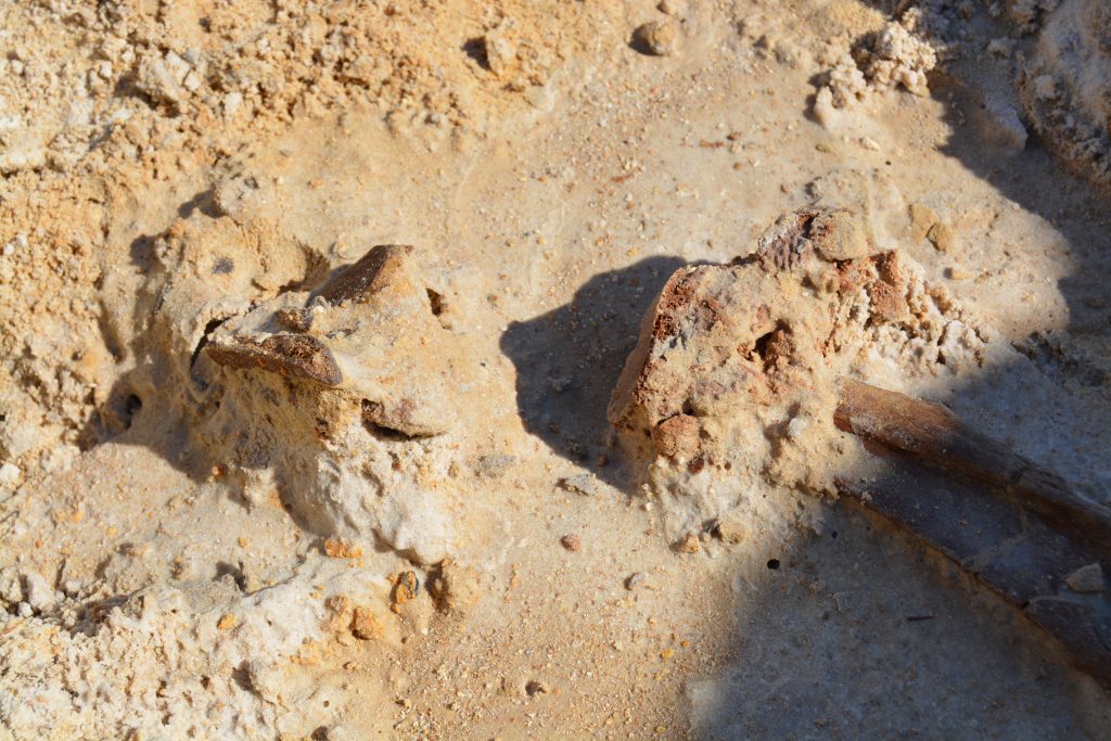 After digging into the soft sandy soil with a short screwdriver, I soon uncovered two gomphothere ribs and what appeared to be a few crushed vertebral elements. The fossils were moist when first exposed, but soon dried out.