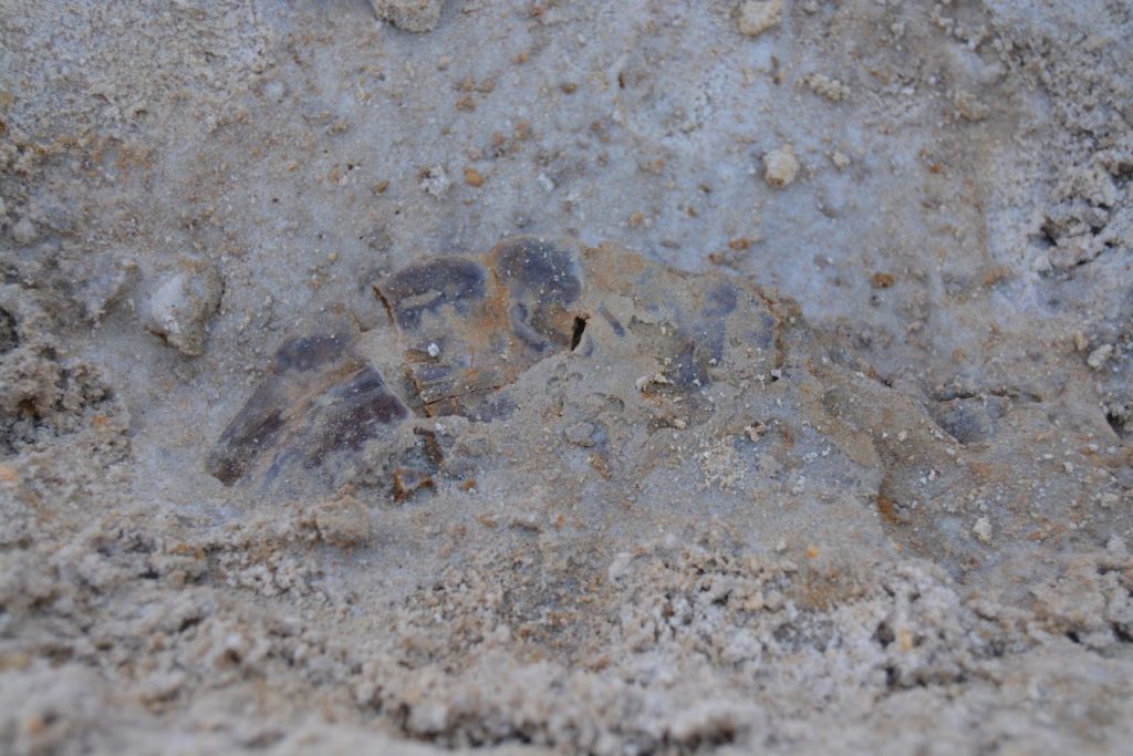 Towards the end of the afternoon, I exposed the carapace of a Trachemys sp. with the peripherals still mostly articulated. This was my favorite part of the day.