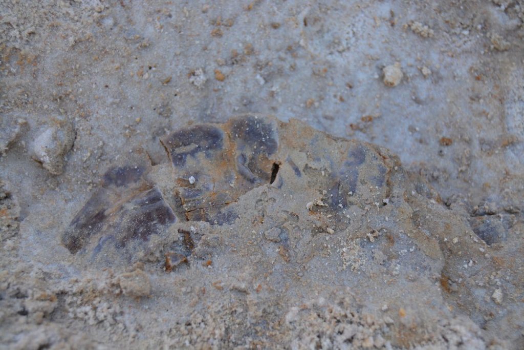 Towards the end of the afternoon, I exposed the carapace of a Trachemys sp. with the peripherals still mostly articulated. This was my favorite part of the day.