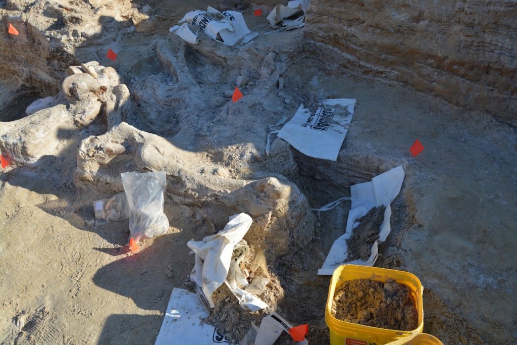 My square after the day was over. Bags were placed over the exposed turtle shell to protect it until the next volunteer comes to finish removing the earth around it.