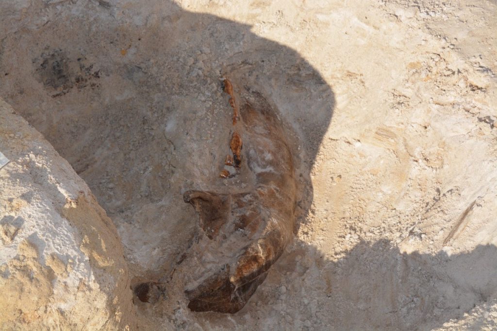 A gomphothere jaw uncovered by another volunteer that day. The teeth are more orange in color than the dentary.