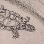 Drawing of Trachemys inflata by RK