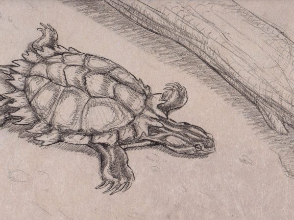 Drawing of Trachemys inflata by RK