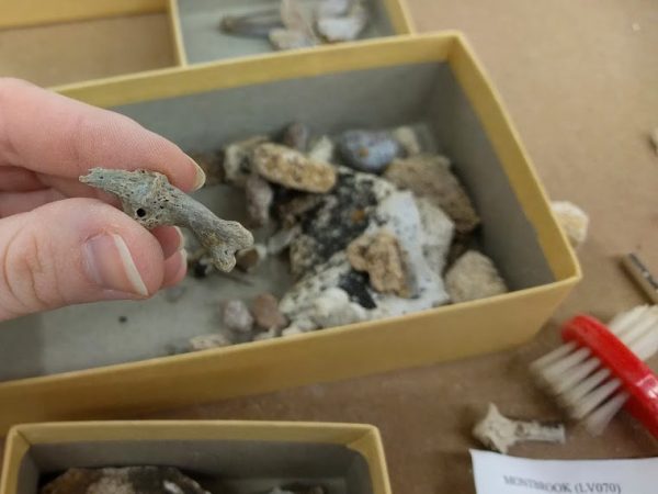 Fused carnivore toe. Florida Museum photo by Rachel Narducci.