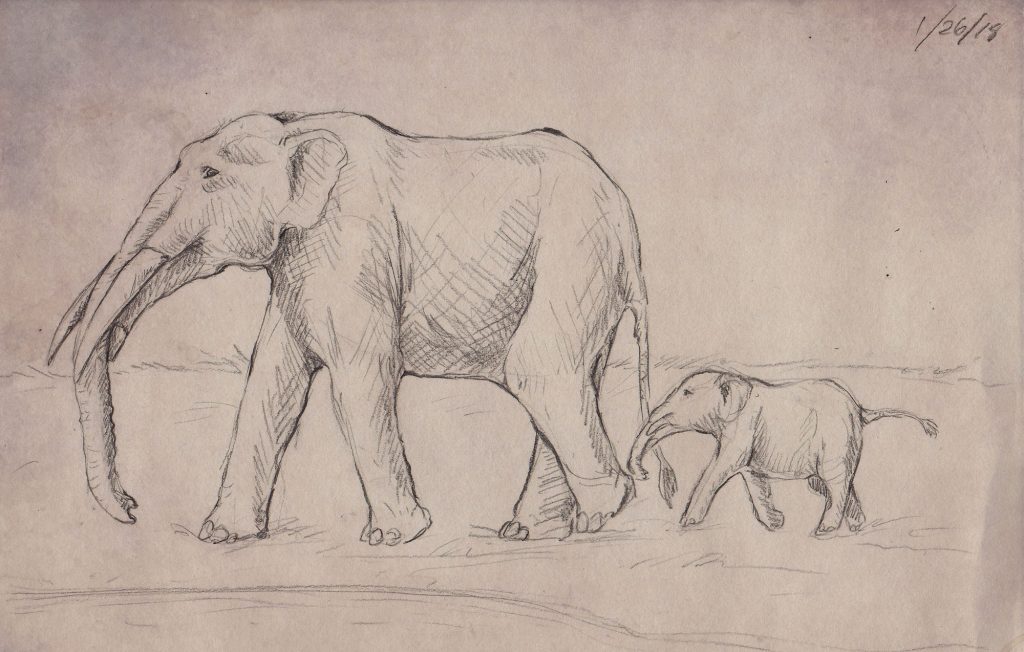 A line drawing of what I think the gomphotheres from this site would have looked like 5 million years ago.