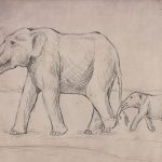 Gomphothere by Rachel Keefe