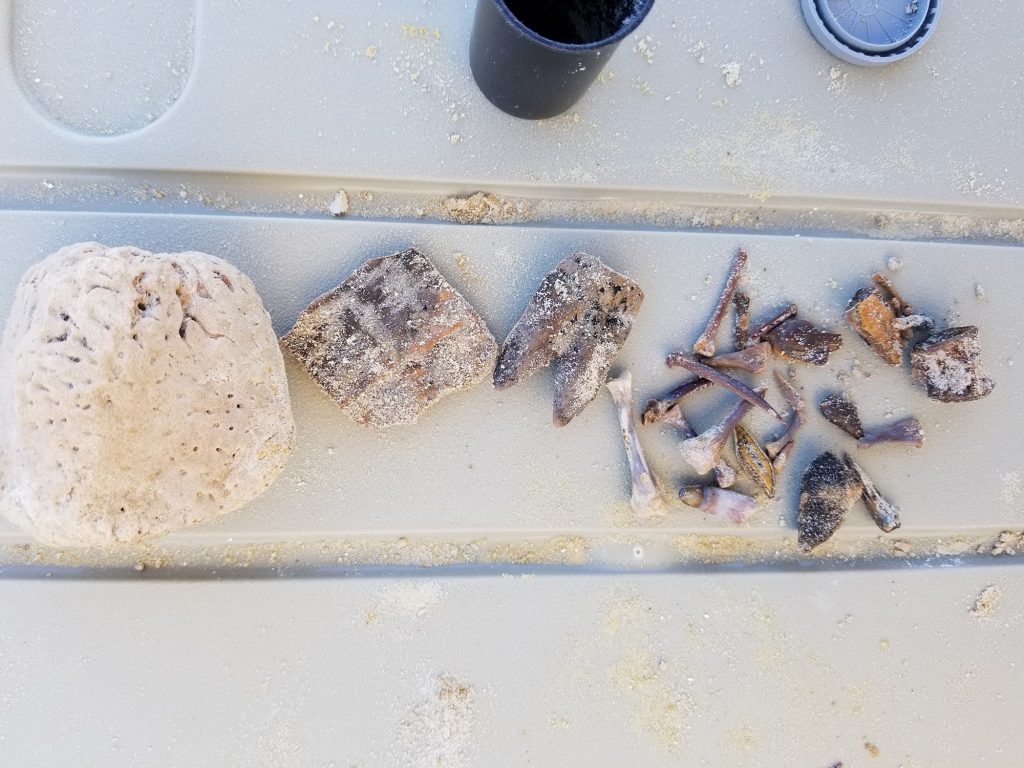 I was lucky enough to discover quite a variety in my plot. Among the items found were, turtle osteoderms, fish spines, gar scales (which would make great jewelry!), a few long bones from a turtle (most likely Trachemys sp.), as well as a fish vertebrate. The large round bone was already uncovered and was identified as a possible tarsal bone from a gomphothere!