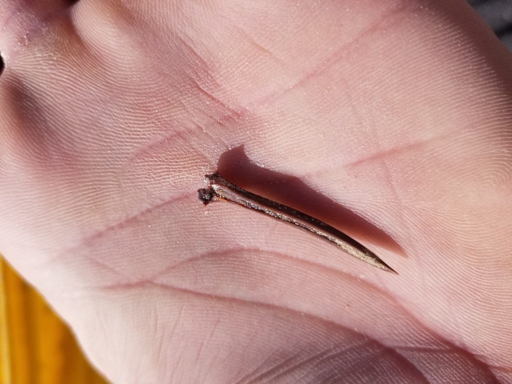 This particular fossil puzzled me at first because it I was pretty confident that it was a long bone. However, Jason was able to confirm that is was a fish spine. It is pretty fascinating that after all that time being covered, this particular bone was very sharp and still hard serrations!