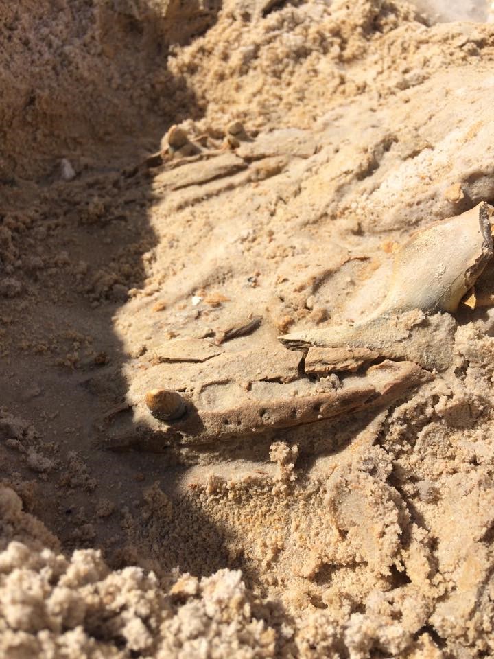Alligator skull close up. See Joshua Ringers 'final day' blog post for more info.