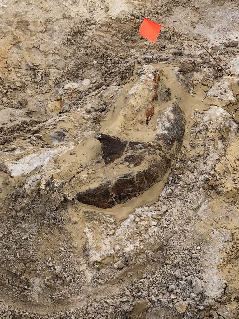 On day two at the site, we exposed a large and relatively intact left and right gomphothere jawbone. It was covered with a tarp, which was than completely coated in wet mud and dirt from a recent rainfall. It was difficult but rewarding work to finally expose this gorgeous specimen. The enamel in particular on the preserved gorgeous in-situ teeth was my favorite part. We then dug about a three-foot trench around the specimen.