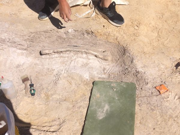 Complete gomphothere rib