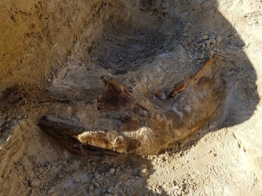 As the day progressed, one of the volunteers was lucky enough to uncover a partial gomphothere mandible which seemed to be in wonderful shape. The teeth were slightly visible showing the yellow enamel.