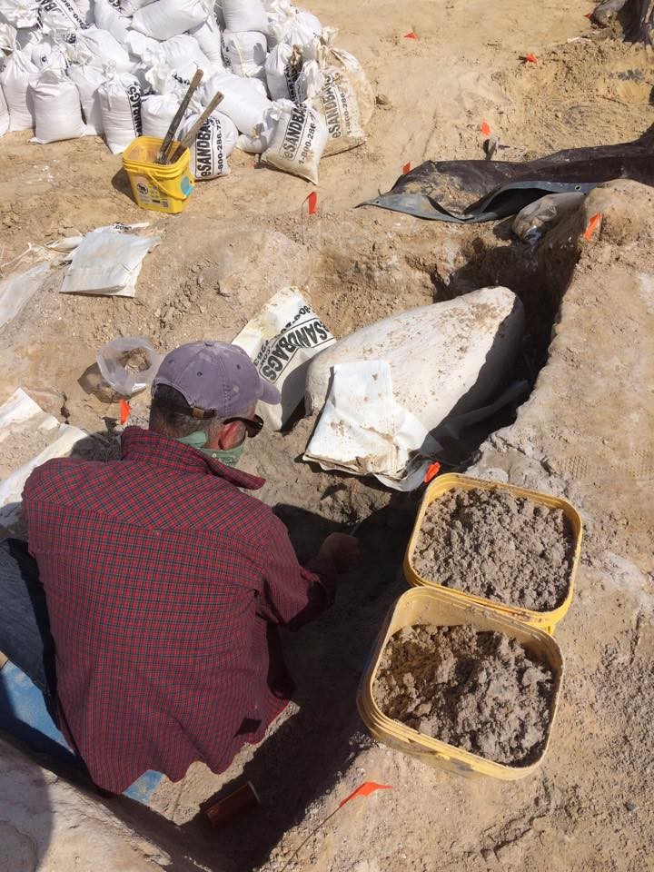 After jacketing this snout and mandible of a gator the previous week, Jason Bourque continued to meticulously remove sediment from the exposed associated vertebra of this fossilized gator.