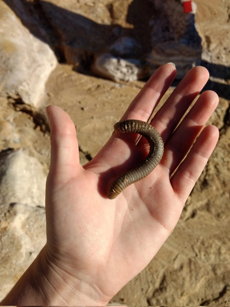 Millipede discovered after tarp removal.