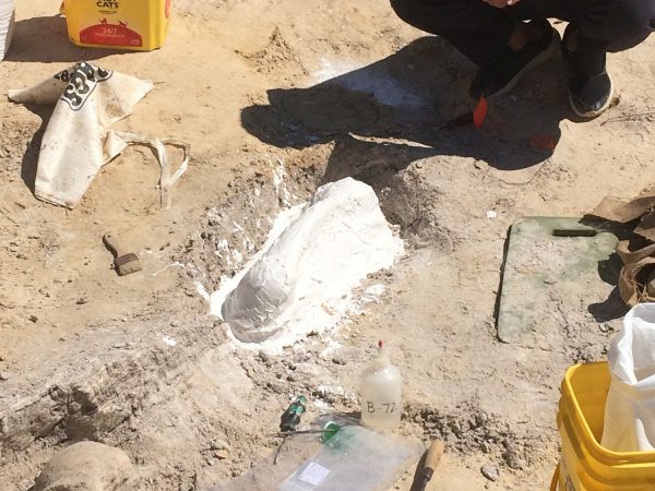 One of the volunteers uncovered a gomphothere rib that was jacketed to preserve the integrity of the fossil.