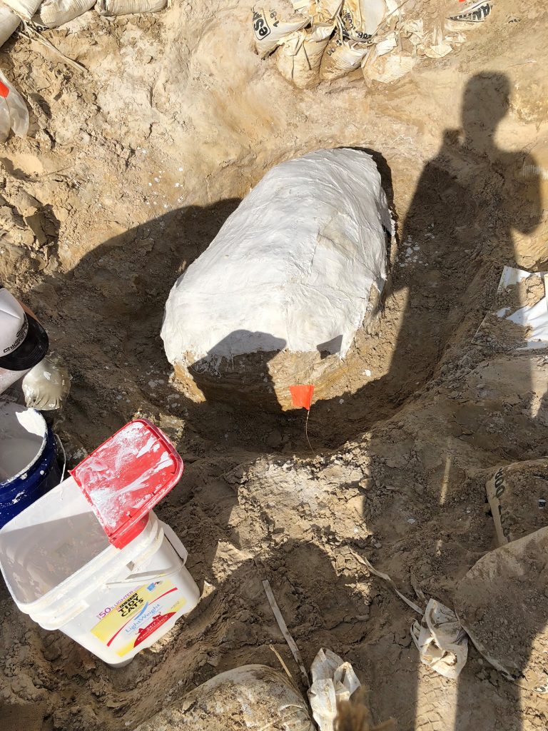 The next step to get this specimen into our collection was to prepare a plaster mixture in the bucket with water and plaster of paris. A plaster jacket consists of strips of fabric dipped in this mixture, than laid strategically crosshatched across the specimen. This was the first layer of plaster. It is difficult to estimate how much plaster comes from one batch of mixture. It dries rapidly, so a team of two or three workers has to move fast.