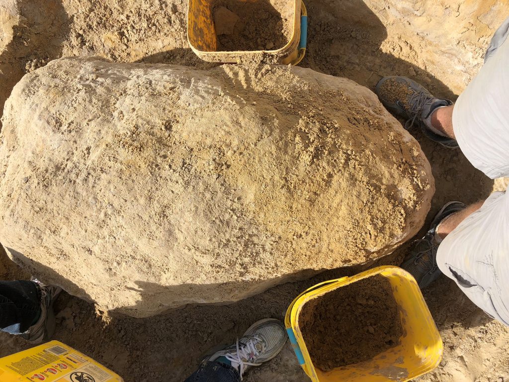 We then took dirt from the trench and softly packed it on top of the specimen. We made the dirt quite level so that the more exposed aspects of the fossil don’t receive an abnormal amount of pressure that could fracture them. The top exposed portion will be the bottom layer adjacent to the ground, but it will also be the most sensitive as it is closest to the fossil. You can see the trench is deeper in this photo. It was kind of sad to cover such a beautiful fossil, only to be revealed when it is eventually cleaned in the prep lab. Perhaps by me.