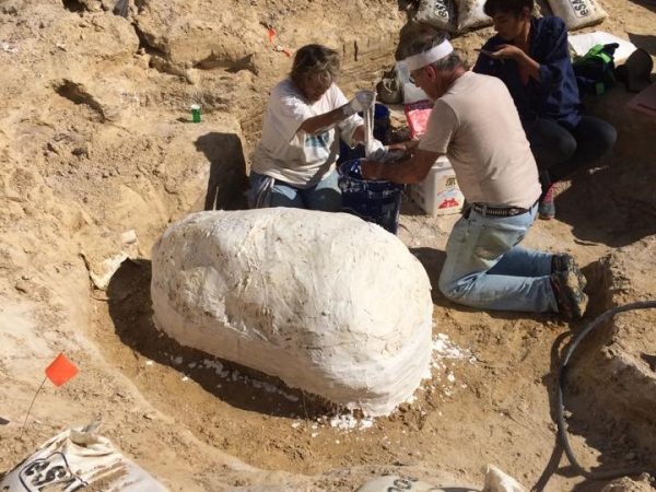 On the other side of the pit, the skull of a gomphothere, along with amble surrounding sediment, is being jacketed with a plaster cast. This massive jacket will be moved to the Vertebrate Paleontology department in Dickinson Hall at a later date to be prepped.