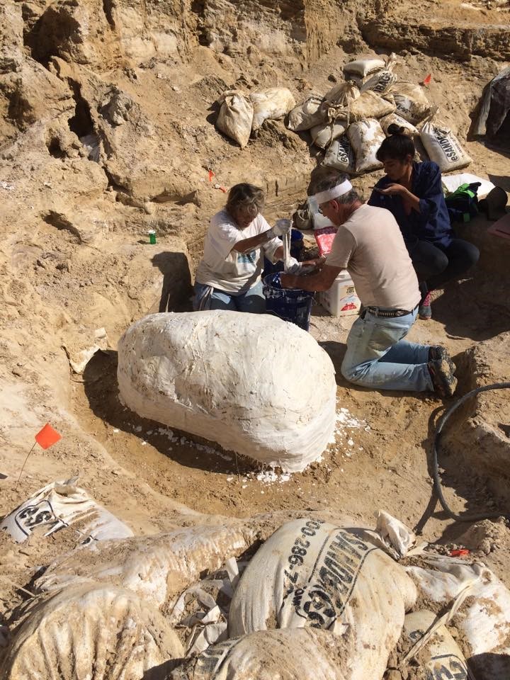On the other side of the pit, the skull of a gomphothere, along with amble surrounding sediment, is being jacketed with a plaster cast. This massive jacket will be moved to the Vertebrate Paleontology department in Dickinson Hall at a later date to be prepped.