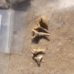 Some of the shark teeth we found. The rightmost tooth is from an alligator. Florida Museum photo by Nathan Duerr.