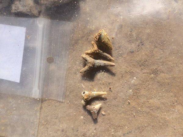 Some of the shark teeth we found. The rightmost tooth is from an alligator. Florida Museum photo by Nathan Duerr.