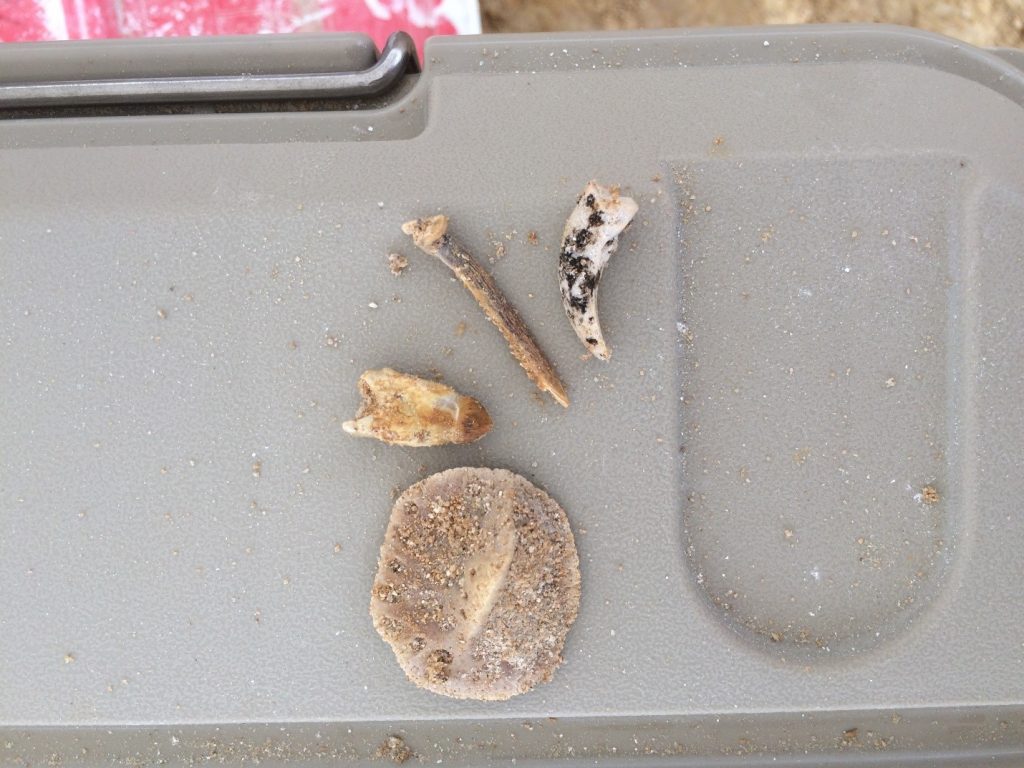 Some of my favorite fossils I found: (left to right) alligator osteoderm, alligator tooth, fish spine, alligator snapping turtle claw.