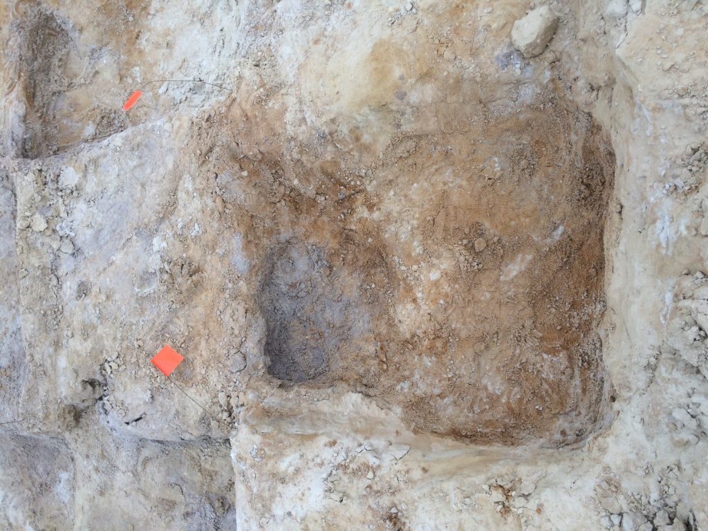 This is what the square I dug in looked like by the end of the day. The darker area in the top left is where the coarser sand was, and where I found the fossils.