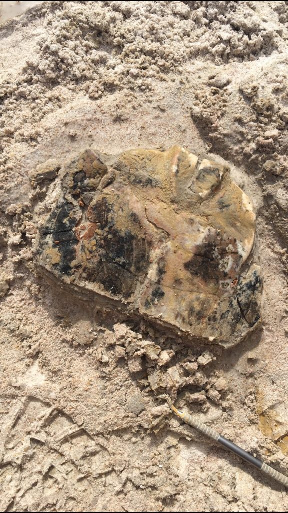 Trachemys partial plastron (underside of the slider turtle). Florida Museum photo by Jordan Toney.