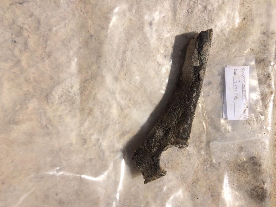 Just next to my square, an ulna was uncovered by one of the new volunteers.