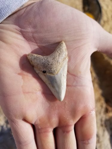 Megalodon tooth