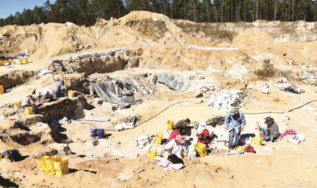 montbrook fossil site