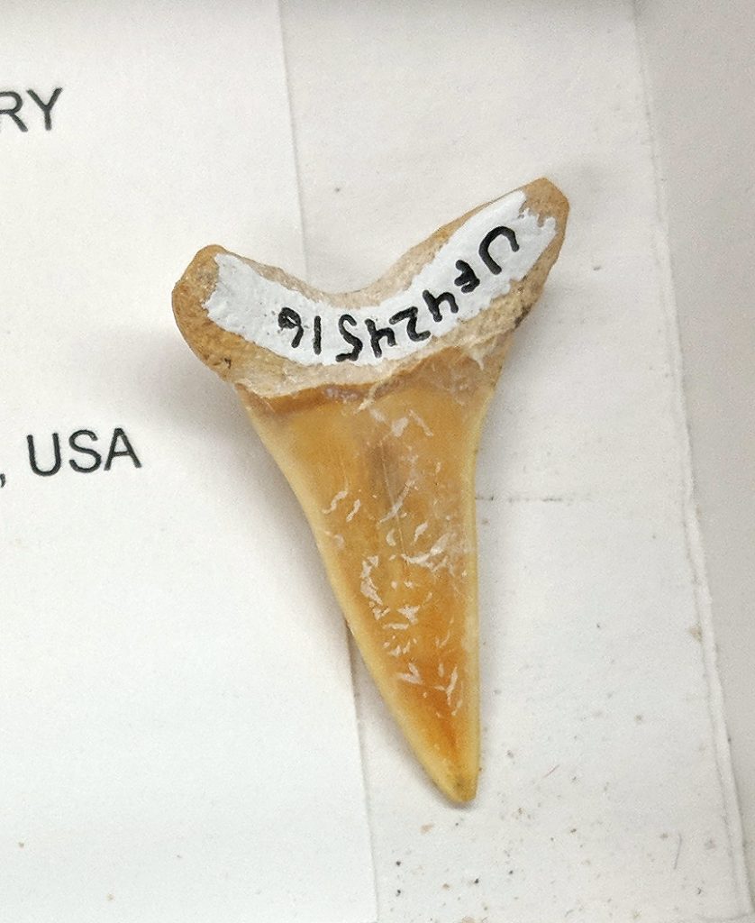 Mako shark tooth. Florida Museum photo by Rachel Narducci