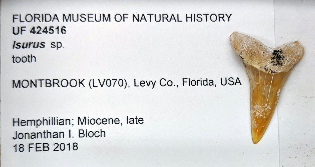 Mako shark tooth. Florida Museum photo by Rachel Narducci