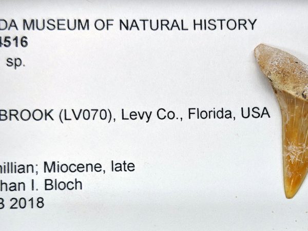 Mako shark tooth. Florida Museum photo by Rachel Narducci