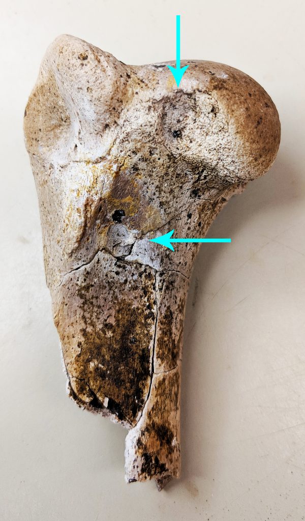 "Hyena-dog" Borophagus hilli humerus with bite marks. Florida Museum photo by Rachel Narducci.
