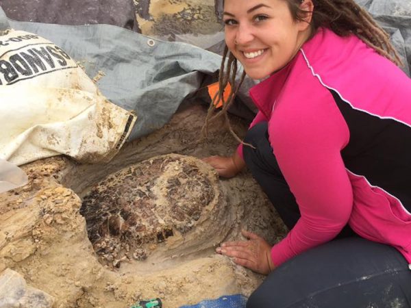 Fl VP Student, Paige Bugryn, excavating around the large Trachemys turtle shell.
