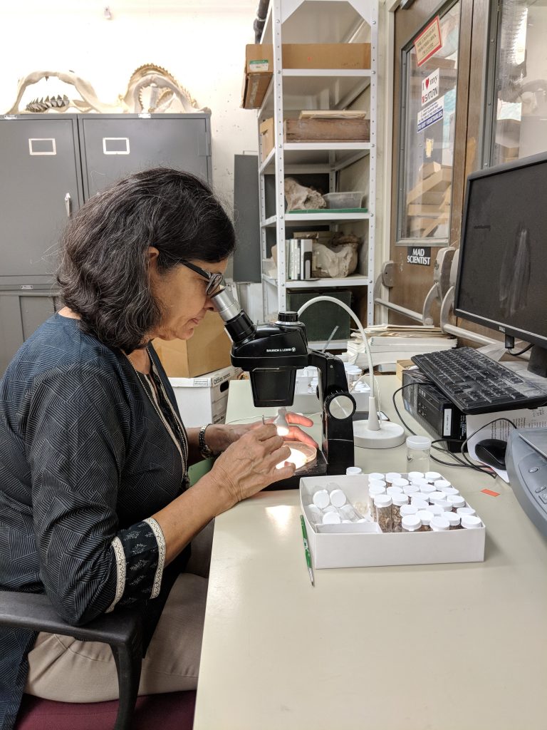 Bhavna Bhardwaj picking microvertebrate fossils.