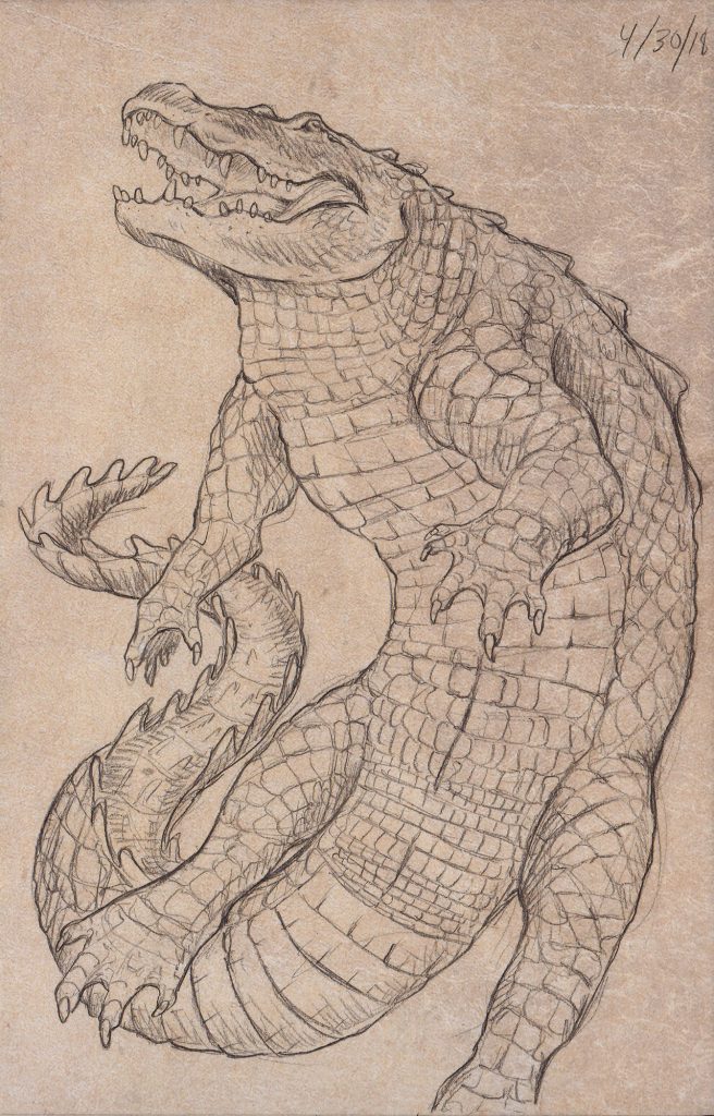 Alligator mississippiensis by Rachel Keefe