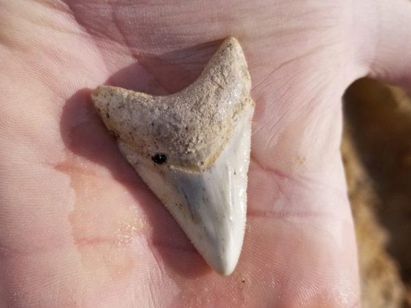 Megalodon tooth