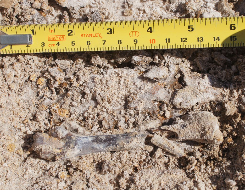 The first swan fossil recovered from Montbrook by Cindy Lockner. Florida Museum photo by Richard Hulbert