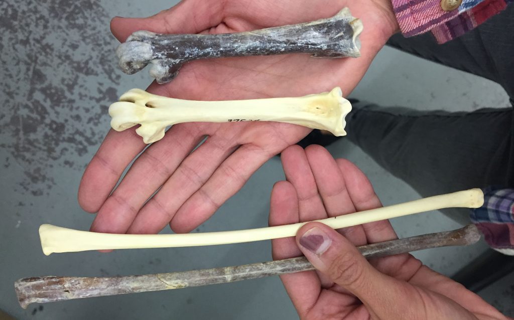 Montbrook fossil and modern swan limb bone comparison as modeled by Jessica Oswald.