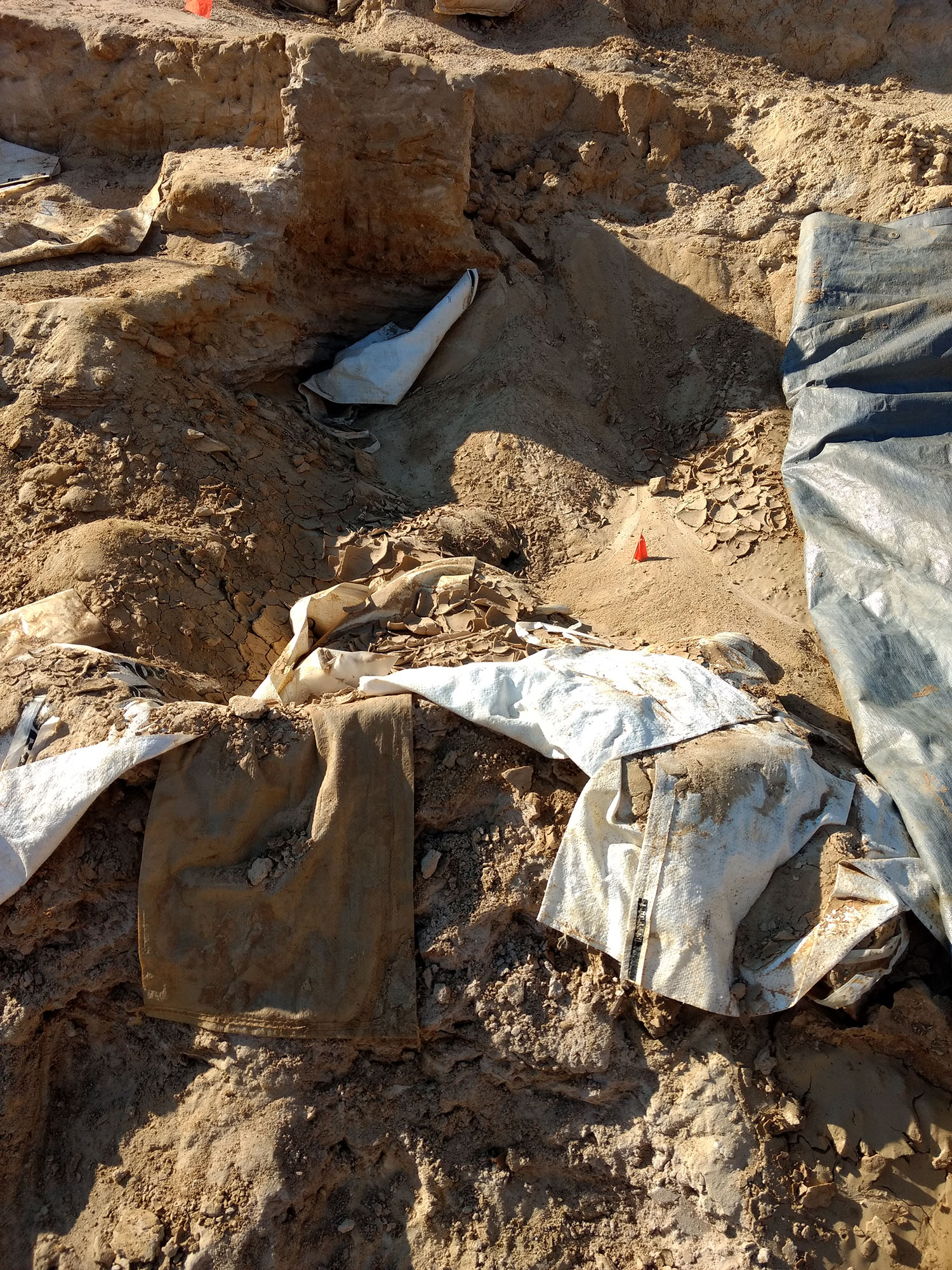 montbrook fossil dig